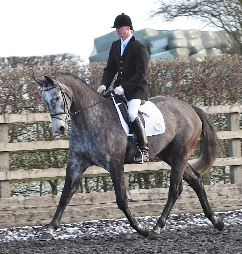 Showjumping Young Horse